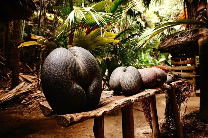  Thời gian trưởng thành rất chậm. Một cây dừa biển có thể mất hơn 30 năm mới ra quả, khiến việc bảo tồn trở nên khó khăn. Ảnh: Pinterest.