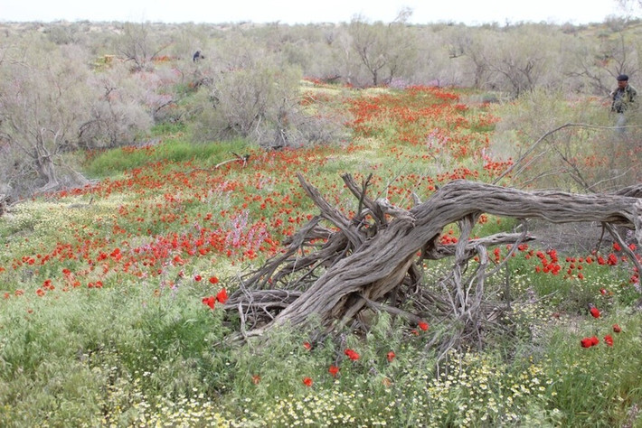  Liên quan đến lịch sử Con đường Tơ lụa. Trong quá khứ, các tuyến đường thương mại của Con đường Tơ lụa từng băng qua rìa các hoang mạc Turan. Các đoàn lữ hành phải di chuyển cẩn thận qua vùng đất khắc nghiệt này để kết nối Trung Quốc, Trung Á và Trung Đông. Ảnh: unesco.org.