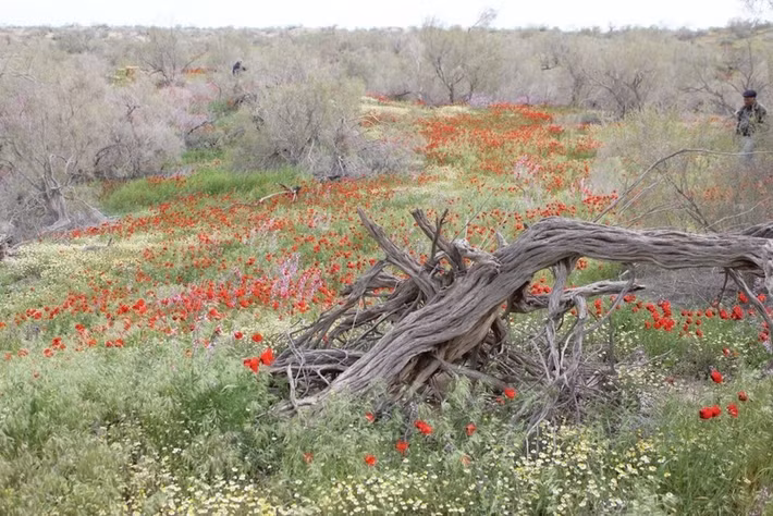  Liên quan đến lịch sử Con đường Tơ lụa. Trong quá khứ, các tuyến đường thương mại của Con đường Tơ lụa từng băng qua rìa các hoang mạc Turan. Các đoàn lữ hành phải di chuyển cẩn thận qua vùng đất khắc nghiệt này để kết nối Trung Quốc, Trung Á và Trung Đông. Ảnh: unesco.org.