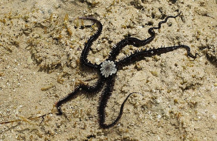  Sao biển đuôi rắn thuộc nhóm động vật da gai. Chúng có họ hàng gần với sao biển, cầu gai và hải sâm. Ảnh: Pinterest.