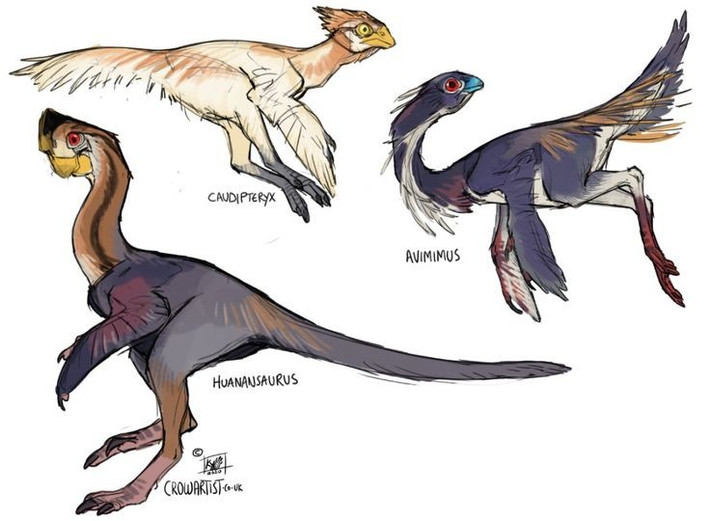  Loài này là “mắt xích vàng” giữa khủng long và chim. Nó chứng minh rằng lông vũ ở khủng long tiến hóa vì nhiều mục đích khác ngoài bay lượn. Ảnh: Pinterest.