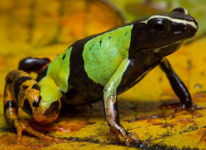  Kích thước rất nhỏ nhưng dễ nhận biết. Một cá thể trưởng thành thường chỉ dài khoảng 2–3 cm, tuy nhiên màu sắc sặc sỡ khiến Mantella madagascariensis khó bị nhầm lẫn với các loài ếch khác. Ảnh: Pinterest.