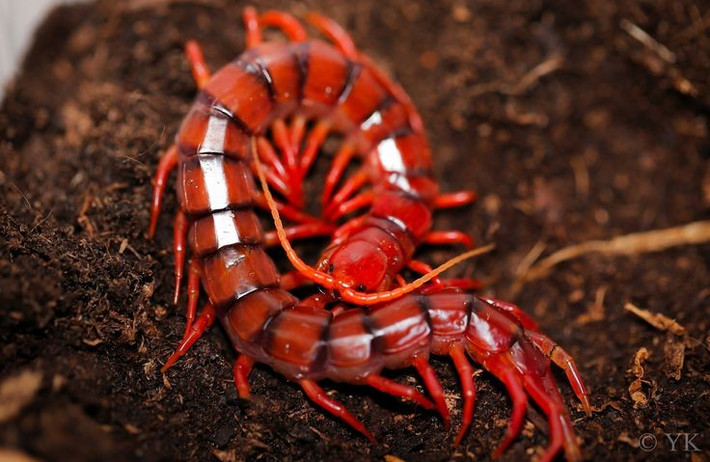  Là thợ săn đêm lão luyện. Rết khổng lồ săn mồi vào ban đêm, tấn công bằng tốc độ cực nhanh và độ chính xác cao. Ảnh: Pinterest.