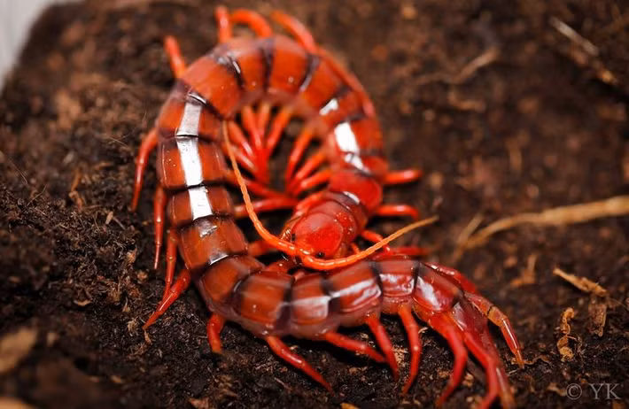  Là thợ săn đêm lão luyện. Rết khổng lồ săn mồi vào ban đêm, tấn công bằng tốc độ cực nhanh và độ chính xác cao. Ảnh: Pinterest.