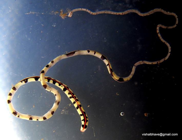  Sống chủ yếu trong môi trường biển. Phần lớn các loài Nemertea sinh sống ở đại dương, ẩn dưới đá, cát hoặc trong rạn san hô, chỉ một số ít thích nghi với nước ngọt hoặc môi trường trên cạn ẩm ướt. Ảnh: inaturalist.