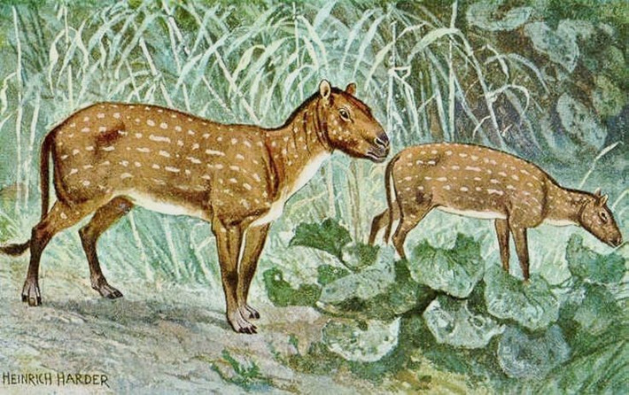  Tốc độ trở thành yếu tố sống còn. Việc mất dần các ngón và tập trung trọng lượng vào một móng giúp ngựa tăng tốc độ chạy, yếu tố then chốt để trốn tránh các loài săn mồi ngày càng nhanh. Ảnh: Pinterest.