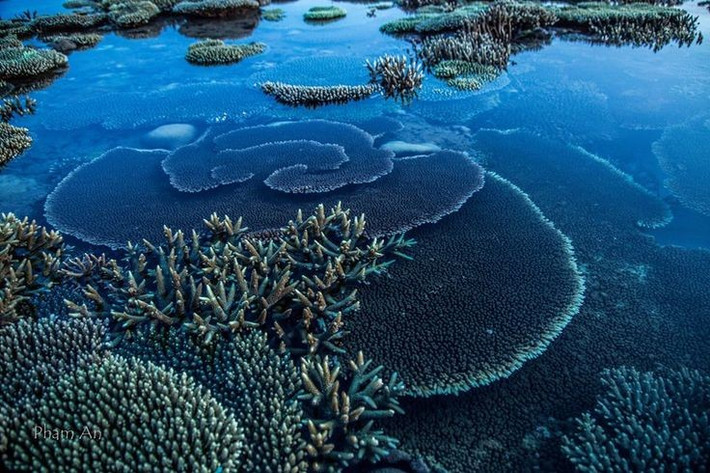  Nơi có rạn san hô phát triển mạnh mẽ. Các rạn san hô ở Côn Đảo trải dài với độ phủ cao, là môi trường sống lý tưởng cho hàng trăm loài cá và động vật không xương sống. Ảnh: Pinterest.