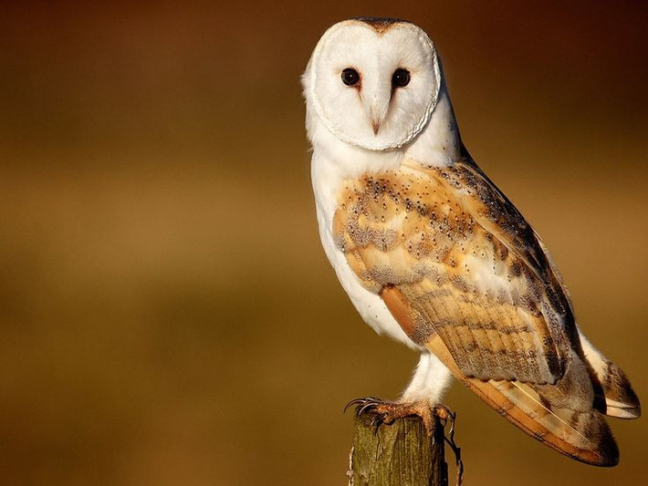  Khuôn mặt hình tim là đặc điểm nhận diện rõ nhất. Phần đĩa mặt hình trái tim giúp cú lợn thu và định hướng âm thanh cực kỳ chính xác khi săn mồi trong bóng tối. Ảnh: Pinterest.