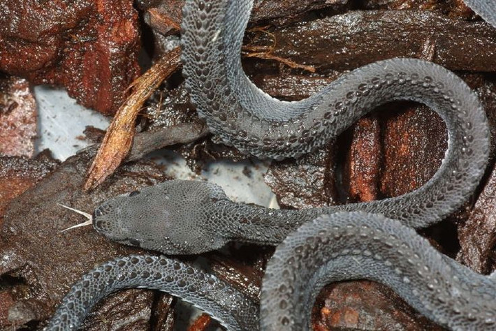 Được xem là “rồng sống” trong văn hóa dân gian. Nhiều người địa phương tin rằng loài rắn này mang ý nghĩa linh thiêng, biểu trưng cho sức mạnh tự nhiên. Ảnh: Pinterest.