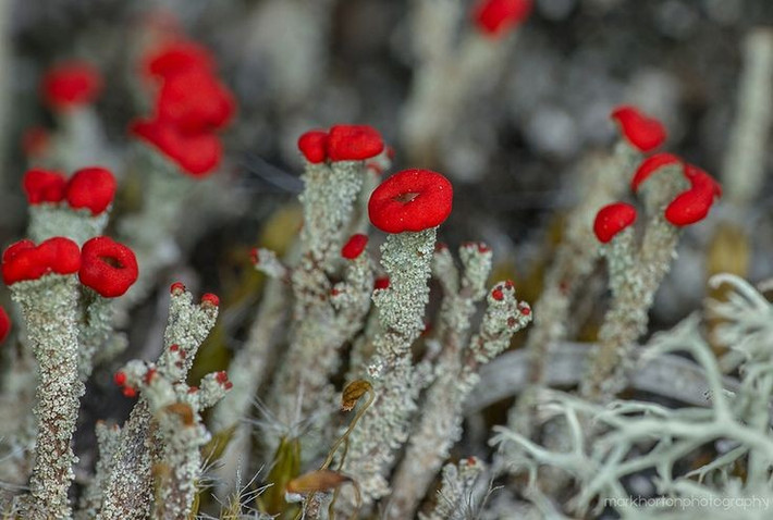  Địa y que diêm là sinh vật cộng sinh. Chúng được tạo nên từ nấm và tảo, sống cộng sinh để trao đổi chất dinh dưỡng và năng lượng. Ảnh: Pinterest.