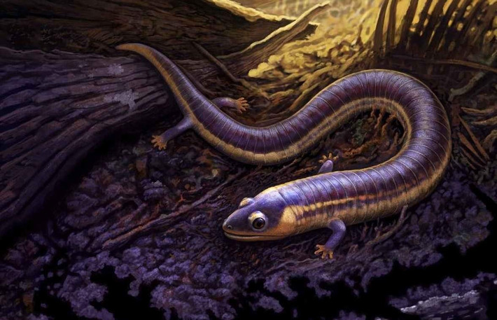  Minh chứng cho tiến hóa đa dạng của lưỡng cư. Phlegethontia giúp các nhà cổ sinh học hiểu rõ hơn quá trình tiến hóa từ lưỡng cư có chi sang không chi. Ảnh: goodnewsnetwork.org.