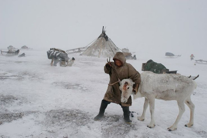  Bị ảnh hưởng bởi biến đổi khí hậu. Băng tan và thay đổi thảm thực vật khiến hành trình du mục của người Nenets ngày càng trở nên khó khăn hơn. Ảnh: Pinterest.