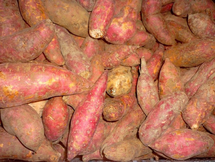  Đóng vai trò quan trọng trong an ninh lương thực toàn cầu. Với năng suất cao và chi phí trồng thấp, khoai lang là cây trồng chiến lược giúp giảm đói nghèo và cải thiện dinh dưỡng tại nhiều vùng đang phát triển. Ảnh: Pinterest.