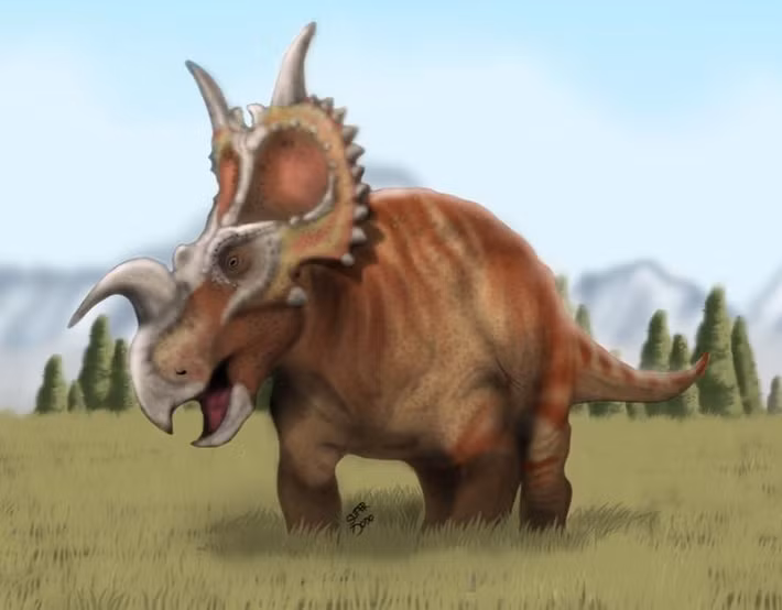  Kích thước trung bình trong họ khủng long sừng. Einiosaurus dài khoảng 4,5–6 mét và nặng vài tấn, nhỏ hơn Triceratops nhưng vẫn là động vật ăn cỏ lớn trong hệ sinh thái cổ đại. Cơ thể chắc khỏe giúp chúng di chuyển ổn định theo bầy đàn. Ảnh: Pinterest.