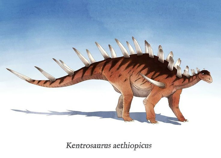  Họ hàng gần của Stegosaurus. Kentrosaurus thuộc họ Stegosauridae, cùng nhóm với Stegosaurus nổi tiếng, nhưng có kích thước nhỏ hơn và tỷ lệ gai – tấm xương khác biệt rõ rệt. Ảnh: Pinterest.