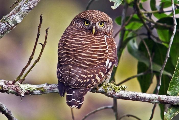  Săn mồi cả ban ngày. Khác nhiều loài cú khác, cú vọ linh hoạt cả ban ngày lẫn ban đêm để săn côn trùng và thú nhỏ. Ảnh: Pinterest.