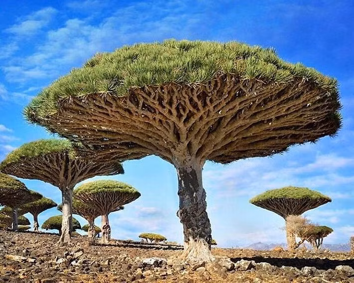  Nổi tiếng với cây huyết rồng hình chiếc ô. Biểu tượng của Socotra là cây huyết rồng (Dracaena cinnabari) có tán rộng như chiếc ô lộn ngược. Nhựa đỏ của cây từng được dùng làm thuốc nhuộm và dược liệu cổ truyền. Ảnh: Pinterest.