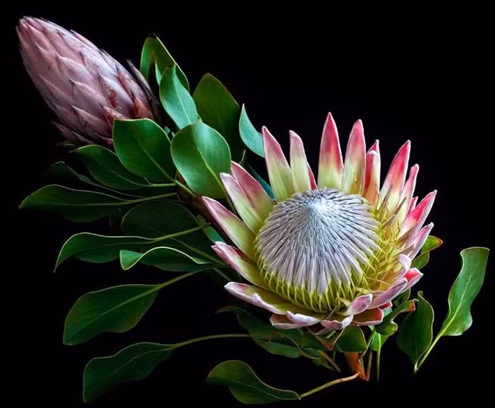  Có lịch sử tiến hóa hàng triệu năm. Protea là một trong những chi thực vật cổ xưa nhất, xuất hiện từ thời siêu lục địa Gondwana, cách đây hơn 300 triệu năm. Ảnh: Pinterest.
