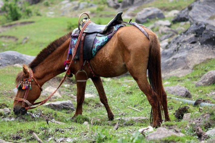  Thời điểm thuần hóa sớm nhất. Giới nghiên cứu hiện thống nhất rằng ngựa được thuần hóa lần đầu cách nay khoảng 5.500 năm, vào cuối thời đồ đá mới – đầu thời đại đồ đồng. Ảnh: Pinterest.