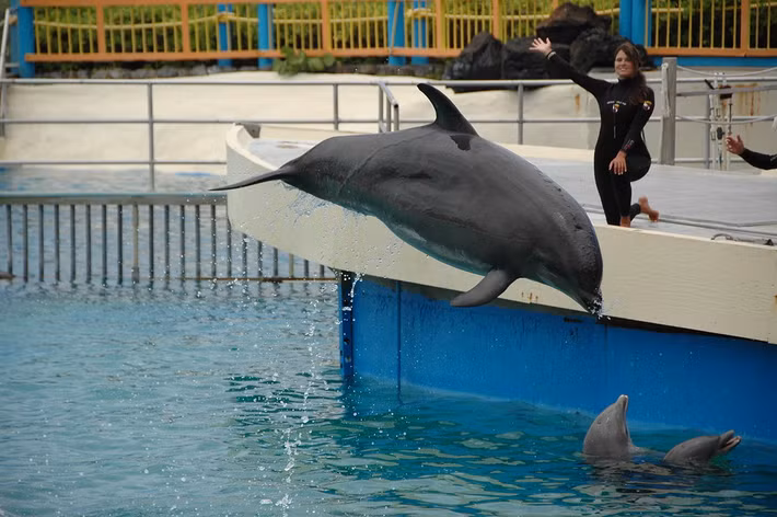  Có kích thước trung gian. Wholphin lớn hơn cá heo mũi chai nhưng nhỏ hơn cá voi hoa tiêu, kết hợp cả hai đặc điểm hình thể. Ảnh: gigihawaii.