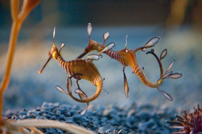  Cá hải long cỏ là biểu tượng của bang Nam Úc. Vẻ đẹp lạ lùng khiến chúng trở thành biểu tượng văn hóa và du lịch quan trọng tại khu vực này. Ảnh: Pinterest.