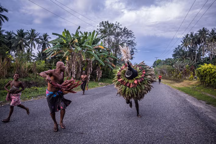  Kinh tế truyền thống gắn với nông nghiệp và dừa. Người Tolai trồng khoai môn, chuối và đặc biệt là dừa để sản xuất cùi dừa khô – mặt hàng xuất khẩu quan trọng trong thời kỳ thuộc địa. Ảnh: hakaimagazine.com.