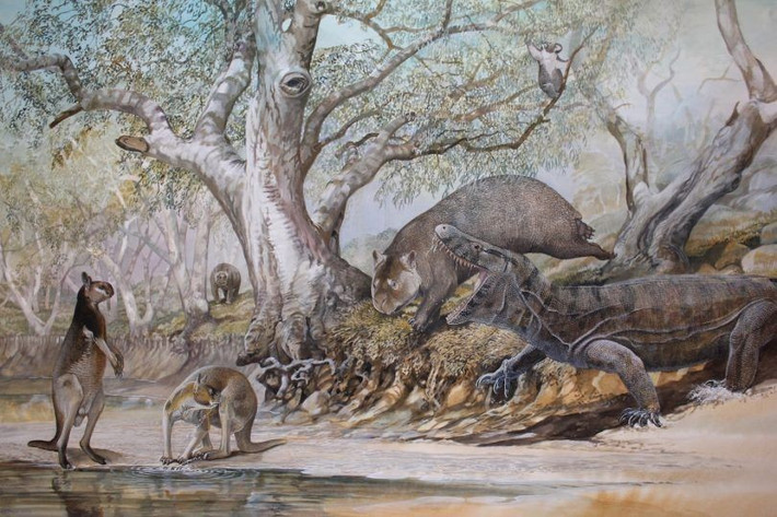  Sống ở Australia thời Pleistocene. Loài này tồn tại vào kỷ Pleistocene, khoảng từ 1,6 triệu đến 50.000 năm trước, khi Australia còn là nơi sinh sống của nhiều loài thú khổng lồ như Diprotodon và kangaroo khổng lồ. Ảnh: Pinterest.