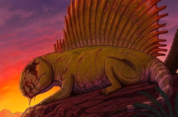  Sống cách đây 295 triệu năm. Dimetrodon xuất hiện trong kỷ Permi, trước khủng long khoảng 40 triệu năm. Ảnh: Pinterest.