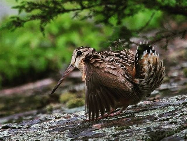  Đóng vai trò quan trọng trong hệ sinh thái. Bằng việc kiểm soát số lượng côn trùng và sinh vật không xương sống, chim rẽ góp phần duy trì cân bằng sinh học ở các vùng đất ngập nước. Ảnh: Pinterest.