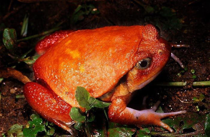  Hoạt động chủ yếu về ban đêm. Ban ngày, loài ếch này thường vùi mình trong lớp lá mục hoặc bùn ẩm, chỉ ra ngoài kiếm ăn vào ban đêm để săn côn trùng, giun và động vật không xương sống nhỏ. Ảnh: Pinterest.