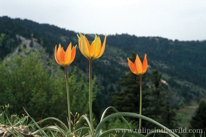  Khởi nguồn từ Trung Á chứ không phải Hà Lan. Chi Tulipa có nguồn gốc tự nhiên ở vùng Trung Á, đặc biệt là khu vực Kazakhstan và dãy núi Pamir–Alay. Từ đây, hoa tulip được đưa đến Đế chế Ottoman rồi lan sang châu Âu vào thế kỷ 16, trước khi trở thành biểu tượng của Hà Lan. Ảnh: Pinterest.