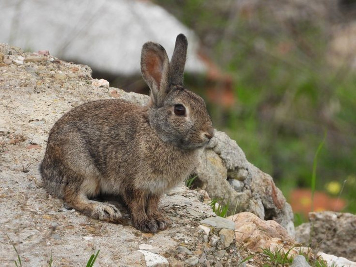  Hoạt động mạnh vào lúc bình minh và hoàng hôn. Thỏ lùn chủ yếu kiếm ăn vào thời điểm chạng vạng sáng và tối, khi nhiệt độ mát hơn và ít kẻ săn mồi hoạt động. Ban ngày chúng thường ở trong hang hoặc ẩn mình dưới các bụi ngải đắng rậm rạp. Ảnh: Pinterest.