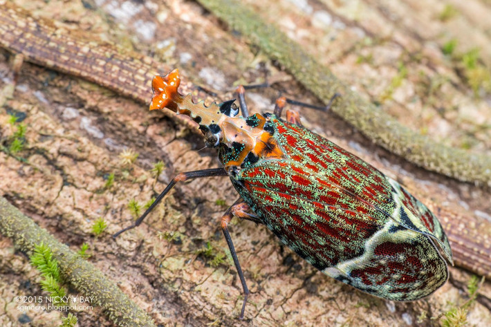  Được xem là “bùa hộ mệnh” dân gian. Ở một số vùng, người dân tin hình dạng “phi thường” của chúng mang lại may mắn và có khả năng trừ tà. Ảnh: tumblr.com.