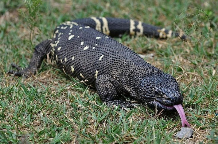  Thức ăn chủ yếu là trứng. Chúng đặc biệt thích trứng chim và trứng bò sát. Ảnh: Pinterest.