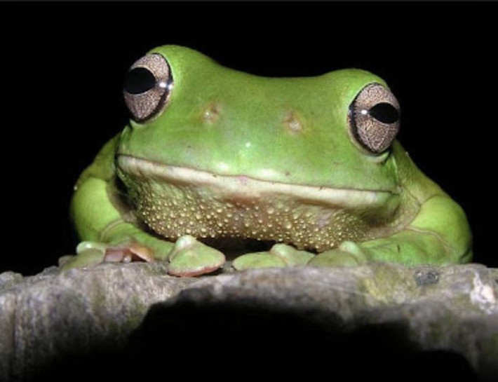  Tính cách hiền và dễ thích nghi. So với nhiều loài lưỡng cư khác, nhái xanh Australia khá điềm tĩnh, ít nhút nhát và có khả năng thích nghi tốt với môi trường gần con người, kể cả khu dân cư. Ảnh: Pinterest.