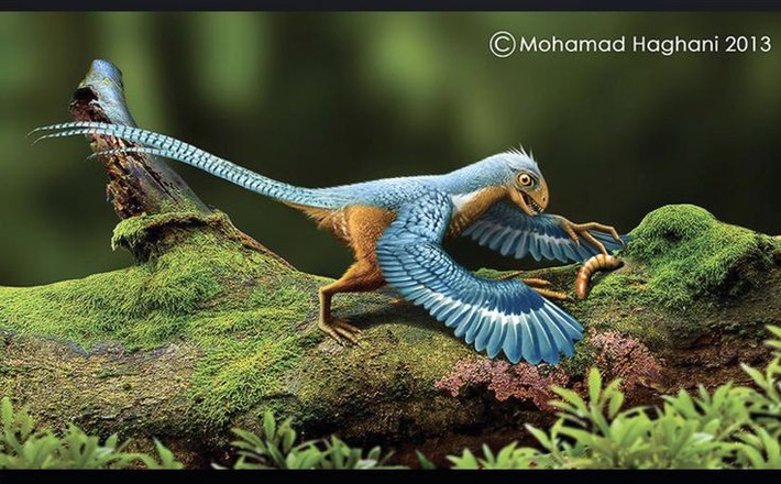  Có kích thước rất khiêm tốn. Cơ thể Epidexipteryx chỉ dài khoảng 25 cm, nhỏ hơn nhiều so với đa số khủng long khác. Ảnh: Pinterest.