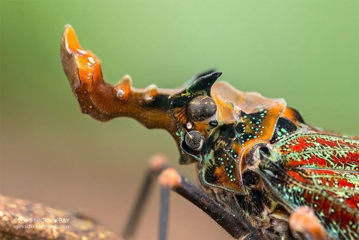  Đầu “hình rồng” độc đáo. Chiếc đầu kéo dài như mõm rồng là đặc điểm dễ nhận biết nhất, khiến ve sầu đầu rồng trở thành loài côn trùng nổi bật nhất rừng mưa Trung Mỹ. Ảnh: Pinterest.