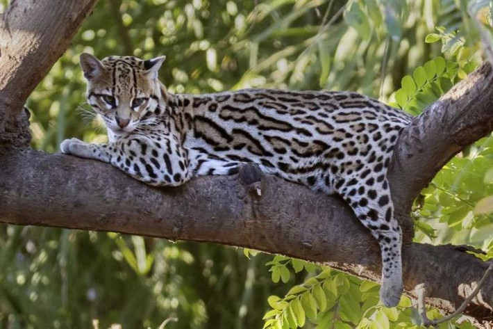 Giỏi leo trèo và bơi lội. Ocelot là tay bơi thiện nghệ và có thể leo lên cây nhanh chóng để phục kích con mồi. Ảnh: Pinterest.