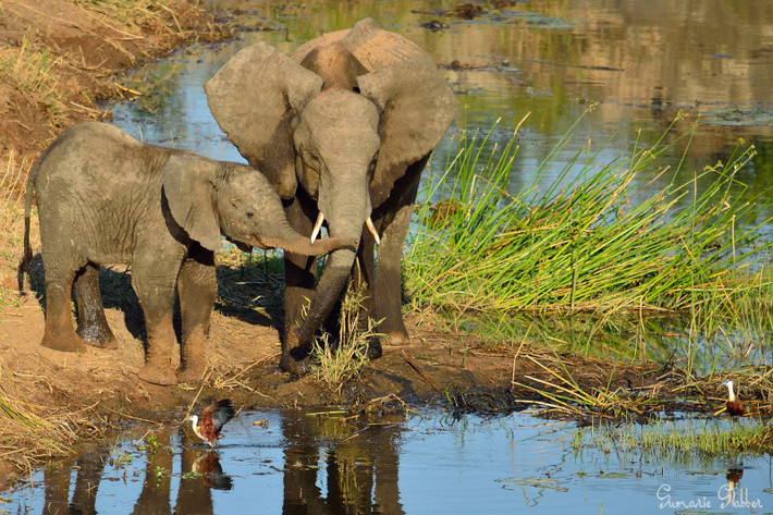  Bị săn trộm vì ngà. Ngà voi rừng châu Phi cứng và mịn hơn vòi voi đồng cỏ, khiến chúng trở thành mục tiêu chính của nạn săn trộm ngà lậu. Ảnh: Pinterest.