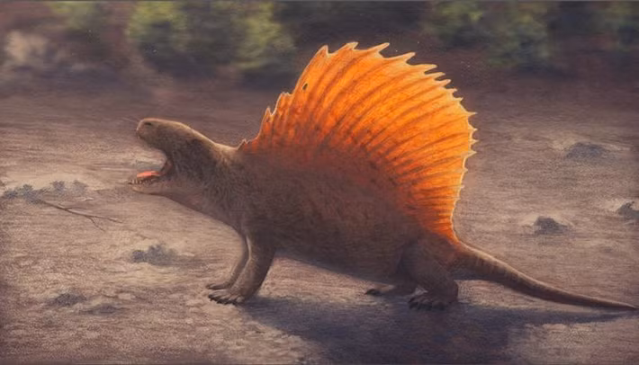  Kích thước ấn tượng. Một cá thể Dimetrodon trưởng thành có thể dài tới 3–4,5 mét. Ảnh: Pinterest.