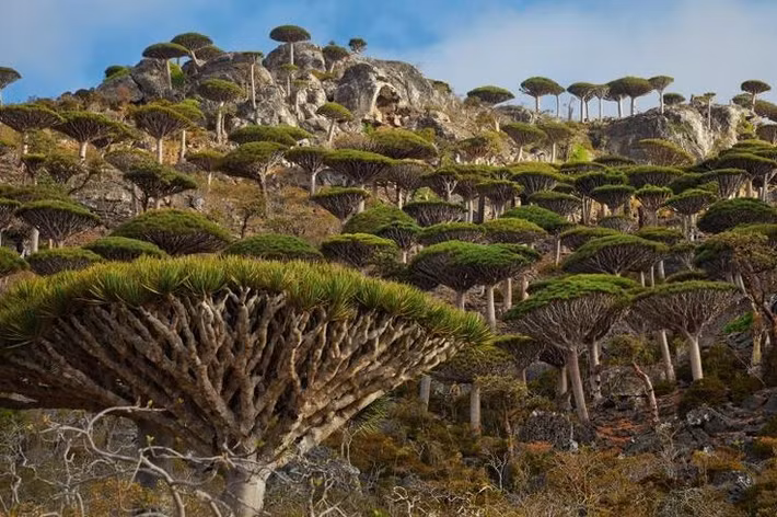  Được UNESCO công nhận Di sản Thiên nhiên Thế giới. Năm 2008, Socotra được UNESCO ghi danh nhờ giá trị sinh thái và đa dạng sinh học đặc biệt, cần được bảo tồn nghiêm ngặt. Ảnh: Pinterest.