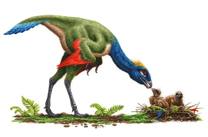  Caudipteryx có lông vũ thực sự, không chỉ là sợi tơ. Điều này cho thấy lông vũ giống như chim xuất hiện trước khả năng bay của các loài khủng long. Ảnh: Pinterest.