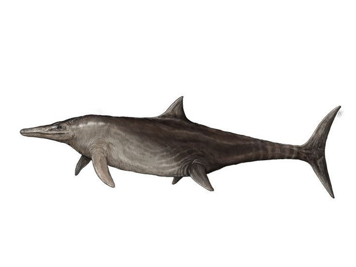  Một trong những loài thằn lằn cá lớn nhất. Chúng có thể dài hơn 12 mét, thuộc nhóm thằn lằn biển săn mồi khổng lồ thời cổ đại. Ảnh: Pinterest.