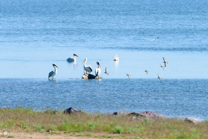  Chỉ báo sinh thái của vùng đất ngập nước. Sự hiện diện và số lượng bồ nông phản ánh trực tiếp sức khỏe của hệ sinh thái nước. Khi nguồn cá suy giảm hoặc môi trường bị ô nhiễm, quần thể bồ nông thường sụt giảm nhanh, trở thành tín hiệu cảnh báo cho con người. Ảnh: Pinterest.