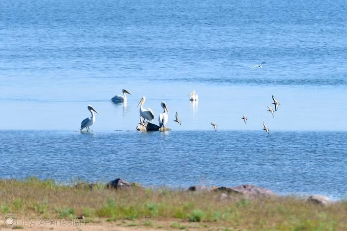  Chỉ báo sinh thái của vùng đất ngập nước. Sự hiện diện và số lượng bồ nông phản ánh trực tiếp sức khỏe của hệ sinh thái nước. Khi nguồn cá suy giảm hoặc môi trường bị ô nhiễm, quần thể bồ nông thường sụt giảm nhanh, trở thành tín hiệu cảnh báo cho con người. Ảnh: Pinterest.