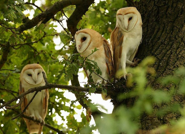  Phân bố gần như khắp toàn cầu. Cú lợn là một trong những loài cú có vùng phân bố rộng nhất thế giới, xuất hiện trên hầu hết các châu lục trừ Nam Cực. Ảnh: Pinterest.