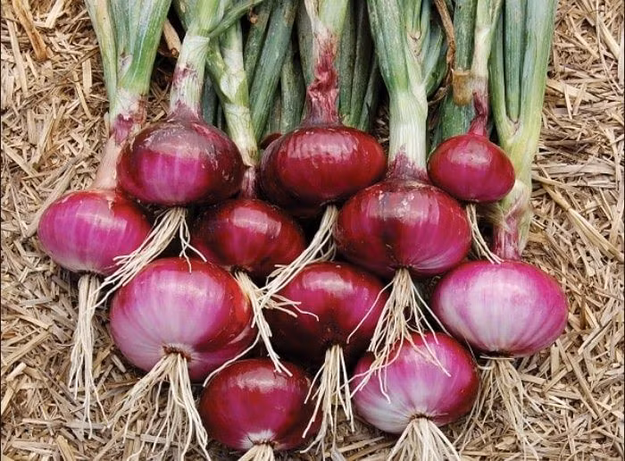  Có cấu trúc gồm nhiều lớp “vảy” dự trữ. Củ hành tây thực chất là thân rút ngắn, bao quanh bởi các lớp lá biến dạng chứa chất dinh dưỡng. Những lớp này giúp cây tích trữ năng lượng để phát triển hoa và hạt. Ảnh: Pinterest.