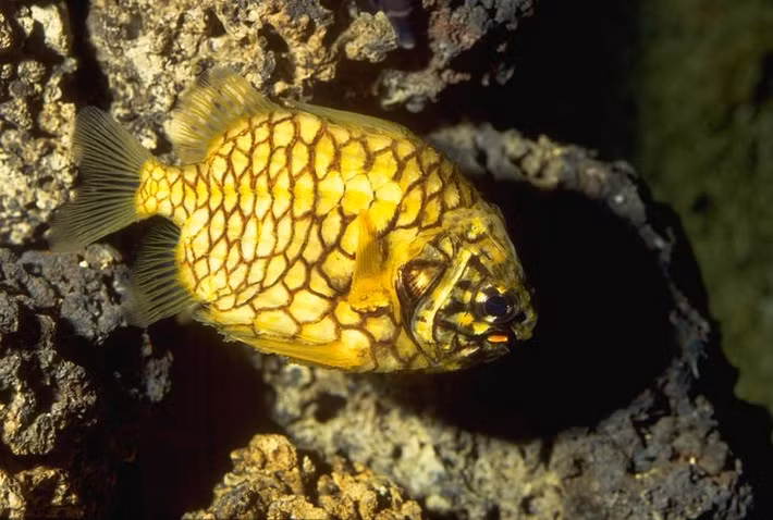  Chế độ ăn gồm động vật không xương sống nhỏ. Thức ăn của Cleidopus gloriamaris chủ yếu là giáp xác, giun biển và các sinh vật đáy nhỏ, được phát hiện nhờ ánh sáng phát quang và khứu giác nhạy bén. Ảnh: Pinterest.