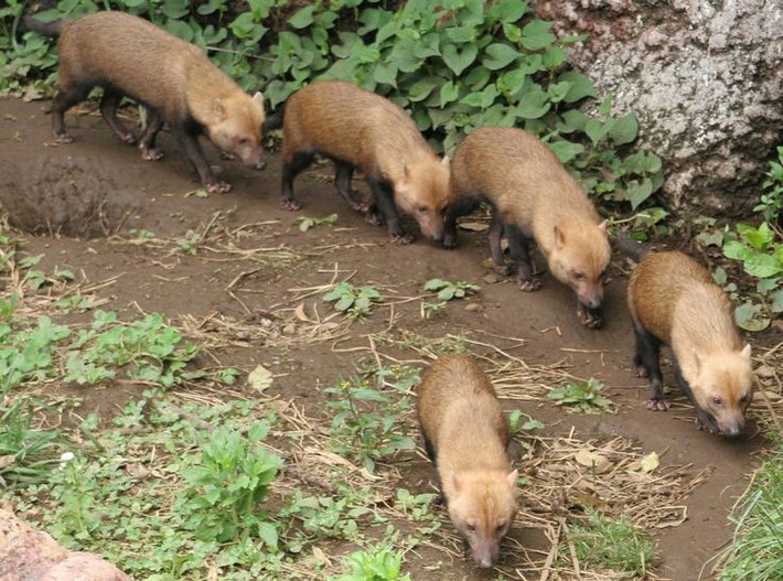  Sống theo bầy đàn gắn kết. Mỗi bầy thường gồm 5–12 cá thể với cấu trúc xã hội rõ ràng. Chúng giao tiếp bằng tiếng rít cao và mùi hương đánh dấu lãnh thổ, thể hiện sự phối hợp chặt chẽ khi săn mồi. Ảnh: Pinterest.