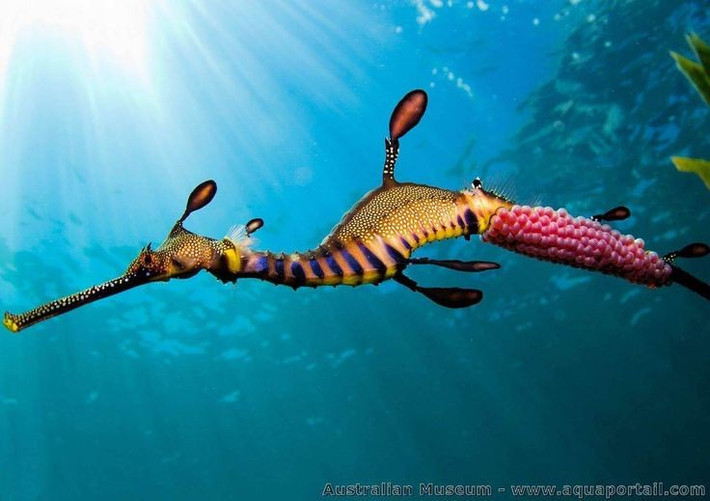  Con đực mang thai. Khác với đa số loài khác, con đực đảm nhiệm việc ấp trứng trên bụng cho đến khi nở. Ảnh: Pinterest.